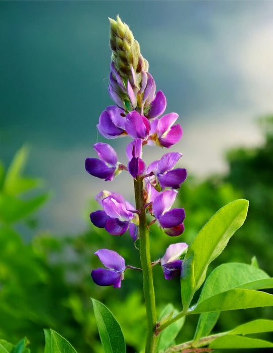 Indigofera flower and plant in a natural background