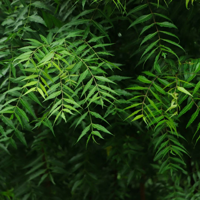 Close-up of green leaves with a dark background