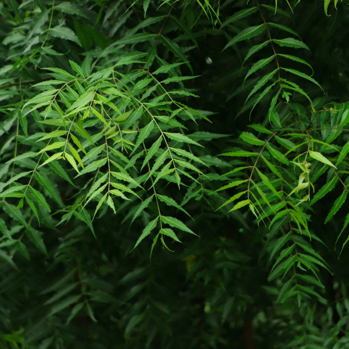 Neem leaves and branches in a warm lighting