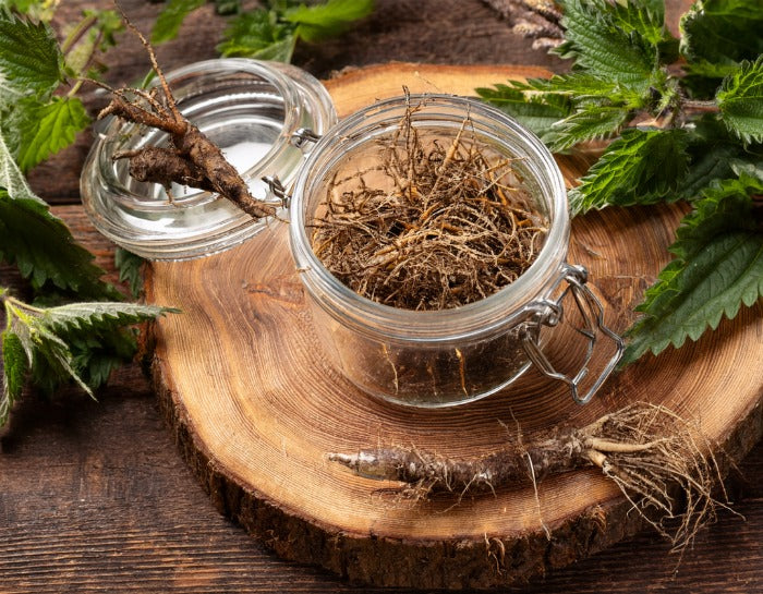 Nettle root in an open glass jar on wooden platform with leaves by the side 