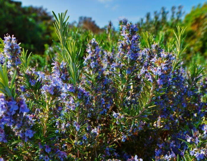 Bouquet of purple flowers with green leaves against a blurred natural background